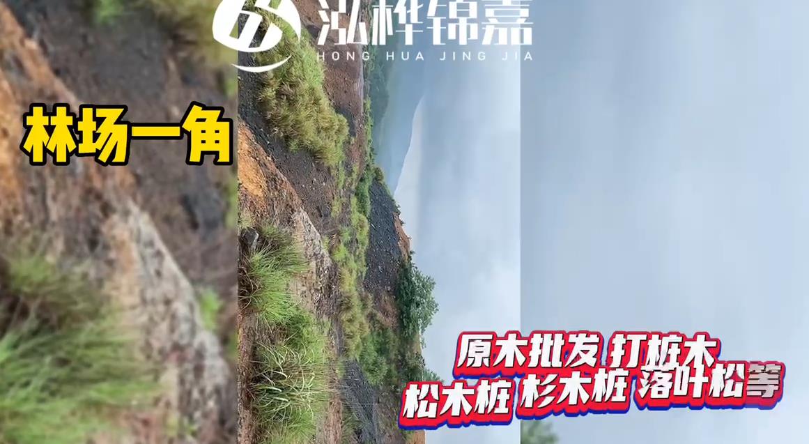 <a href=http://www.cdjhfdc.com/ target=_blank class=infotextkey>打樁木</a>廠家源頭林場(chǎng)一角拍攝